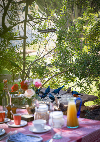 Borana Lodge Borana Lodge: Vögel neben Frühstückstisch