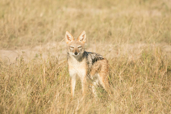 Bushman Plains Camp: Schakal
