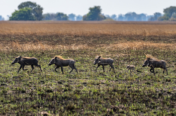 Chisa Busanga Camp Chisa Busanga Camp: Warzenschweine