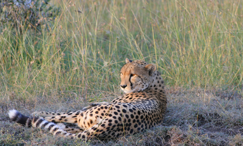 Encounter Mara Camp: Ruhender Gepard