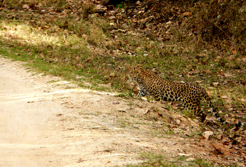 Flame of the Forest Safari Lodge: Leopard