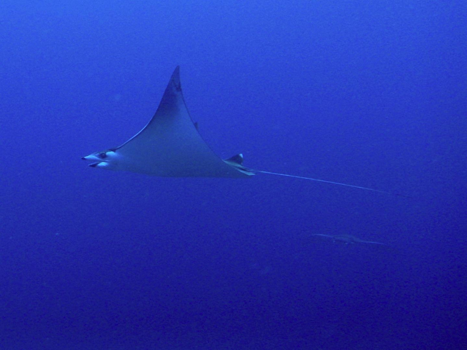 Fundu Lagoon Fundu Lagoon: Tauchen