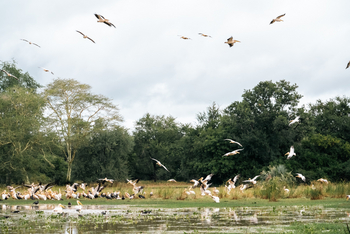 Gorongosa Safaris: Pelikane