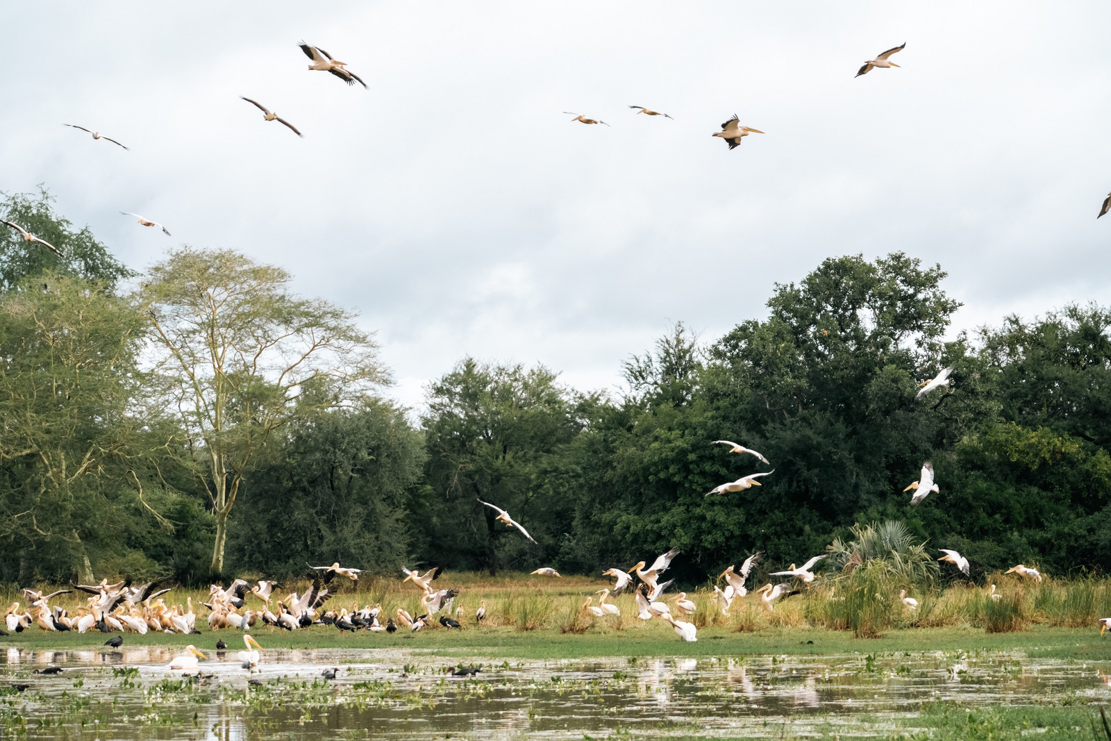 Gorongosa Safaris Gorongosa Safaris