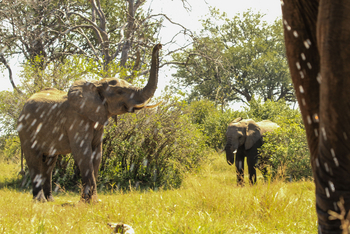 Jozibanini Camp Jozibanini Camp: Elefanten