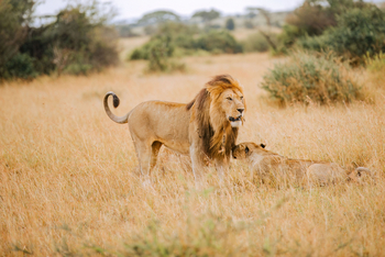 Kirawira Serena Camp: Löwenpärchen