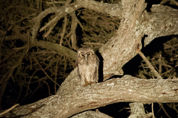 Kuro Tarangire Camp: Milchuhu