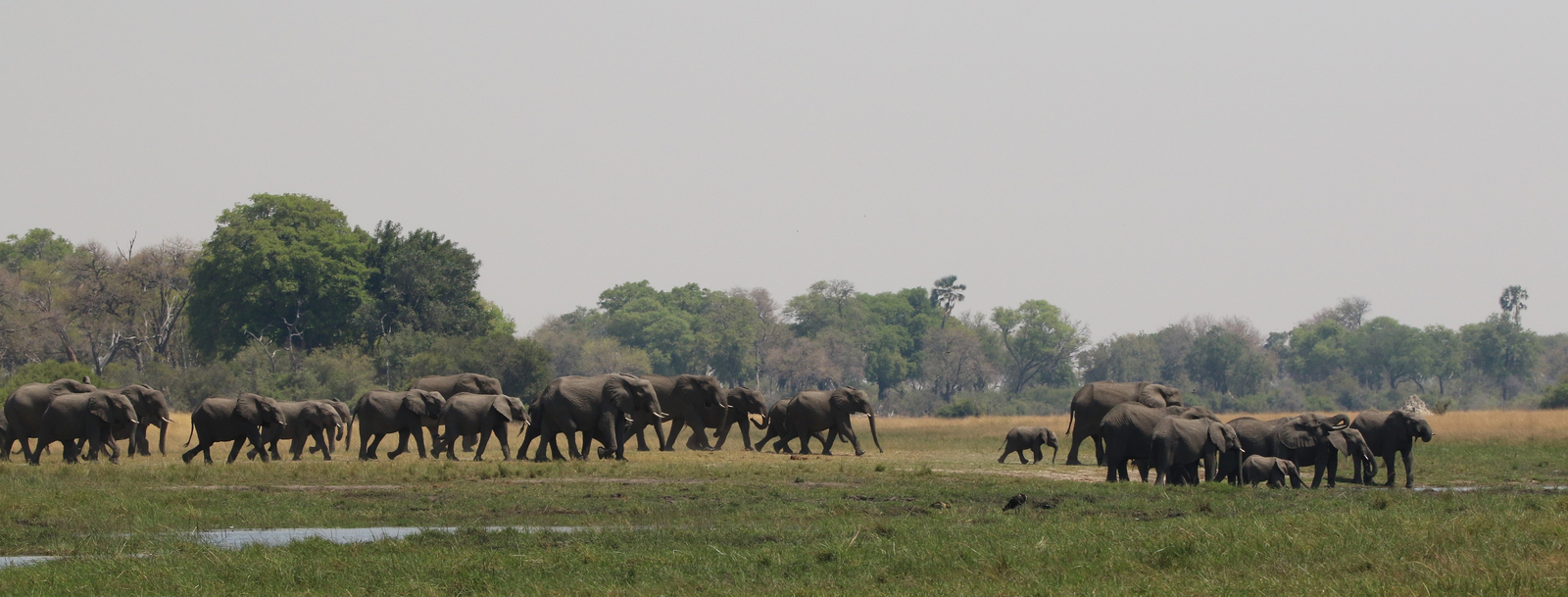 Beagle Expeditions Beagle Expeditions: Breeding Herd of Elephant