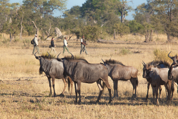 Lagoon Camp Lagoon Camp: Walking Safari