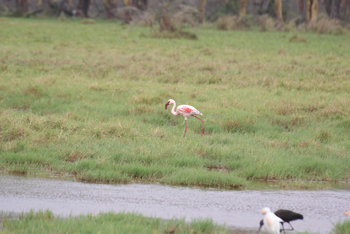 Lake Nakuru Sopa Lodge Lake Nakuru Sopa Lodge: Flamingo im Sumpf