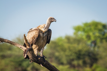 Leroo La Tau Lodge: Geier