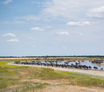 Liuwa Camp: Gnus an einer Lagune