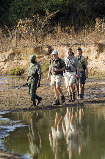 Luangwa Bush Camping Luangwa Bush Camping: Walking Safari