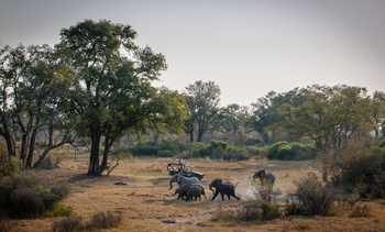 Mapula Lodge: Elefantenherde