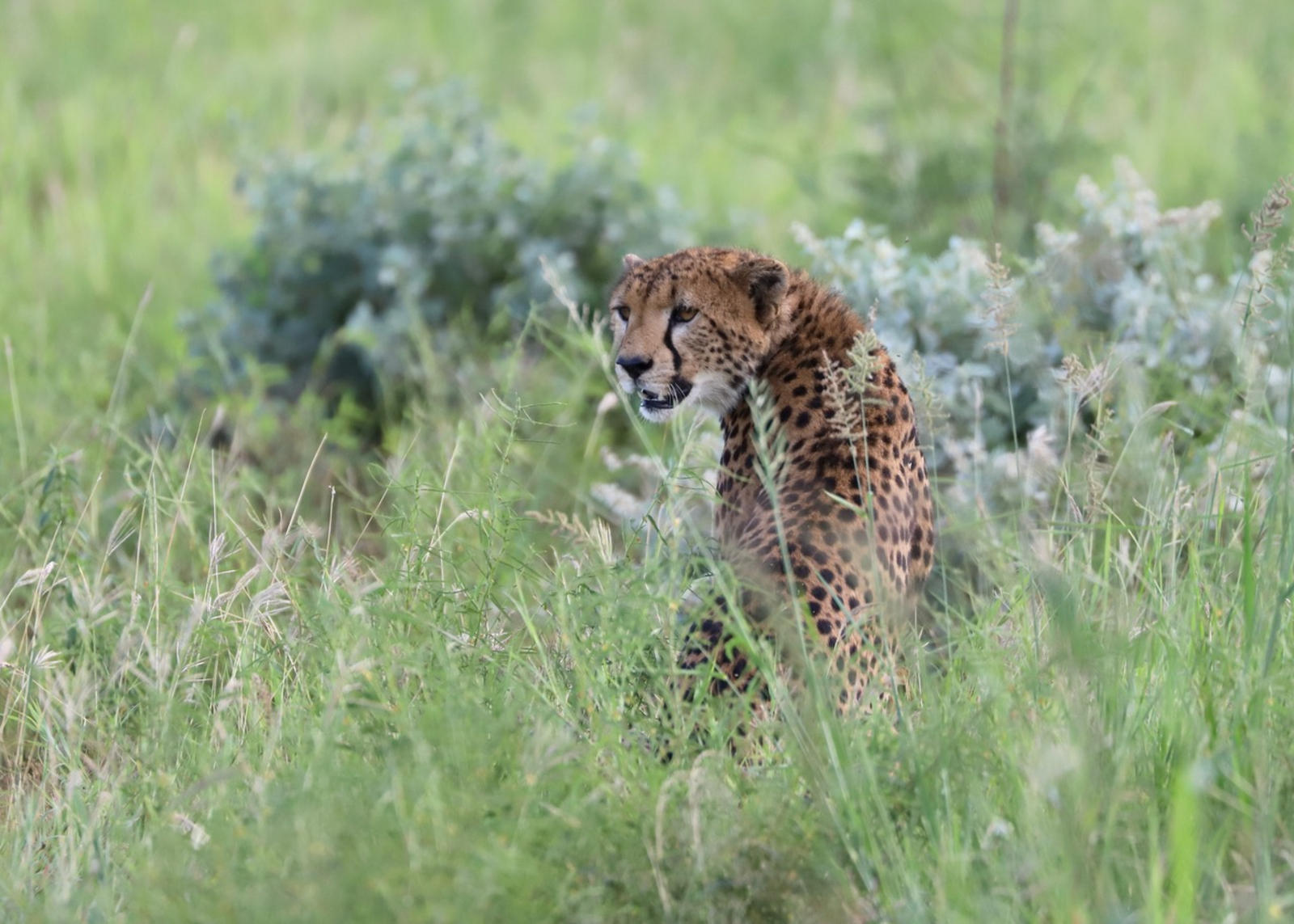 Mkomazi Wilderness Retreat Mkomazi Wilderness Retreat