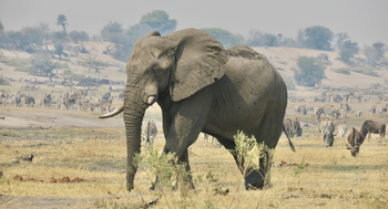 Moela Safari Lodge Moela Safari Lodge: Elefantenbulle