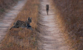 Mukambi Safari Lodge: Serval