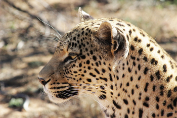 Naankuse Lodge: Leopardin Shakira