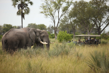 Nxabega Okavango Tented Camp: Elefantenbullen