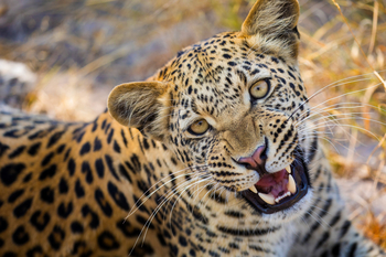 Okavango Explorers Camp Okavango Explorers Camp: Fauchender Leopard