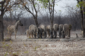 Okutala Lodge: Zebras