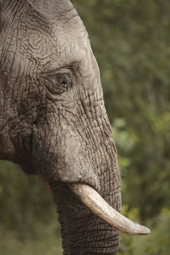 Ol Pejeta Bush Camp: Elefantenprofil