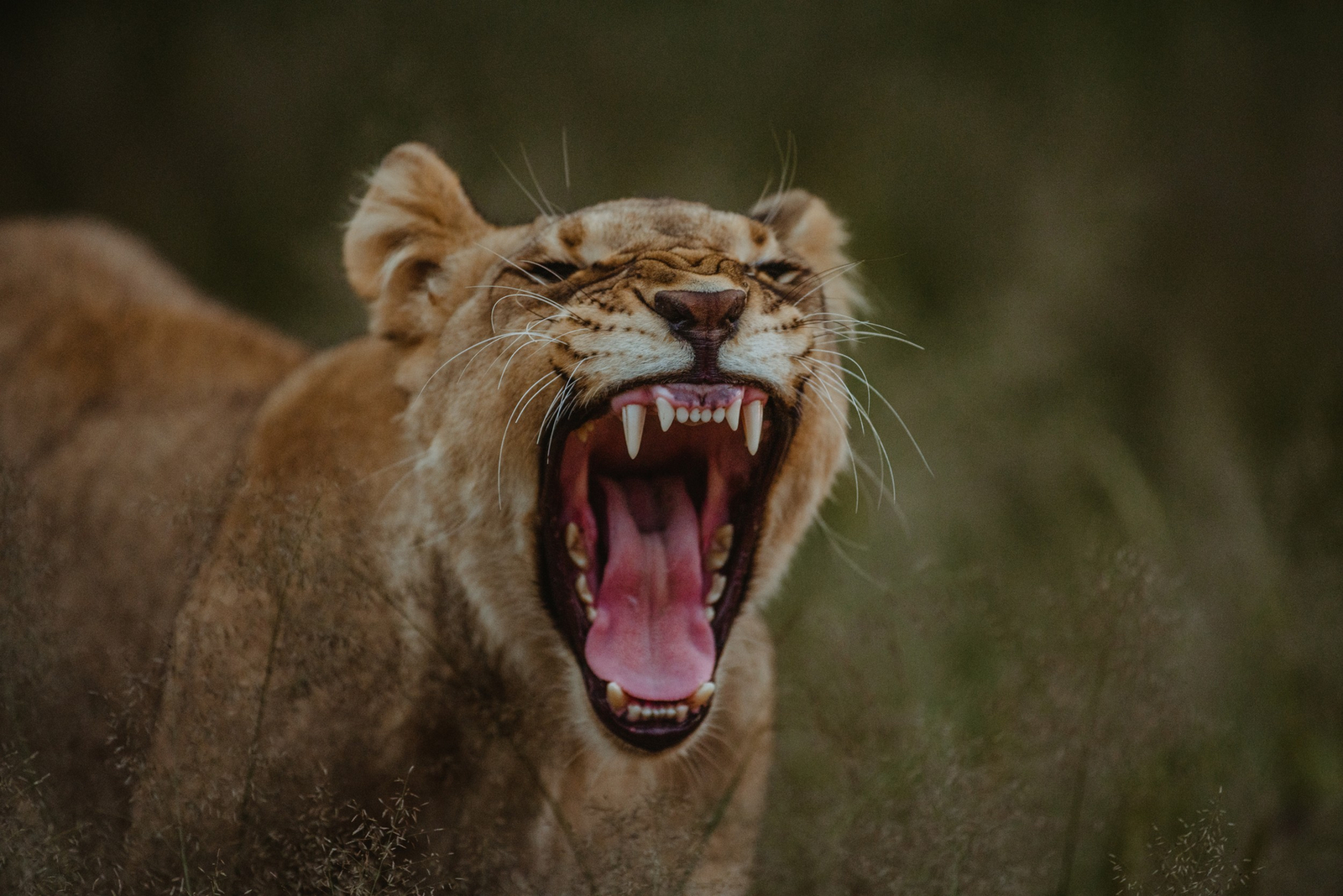 Old Traders Lodge Old Traders Lodge: Gähnende Löwin