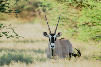 Old Traders Lodge: Oryx