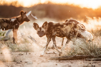 Old Traders Lodge: Wildhunde