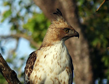 Red Earth Kabini: Changeable Hawk