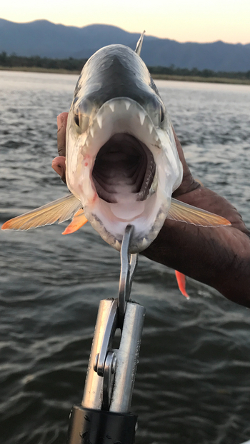 Royal Zambezi Lodge: Mund und Zähne eines Fischs