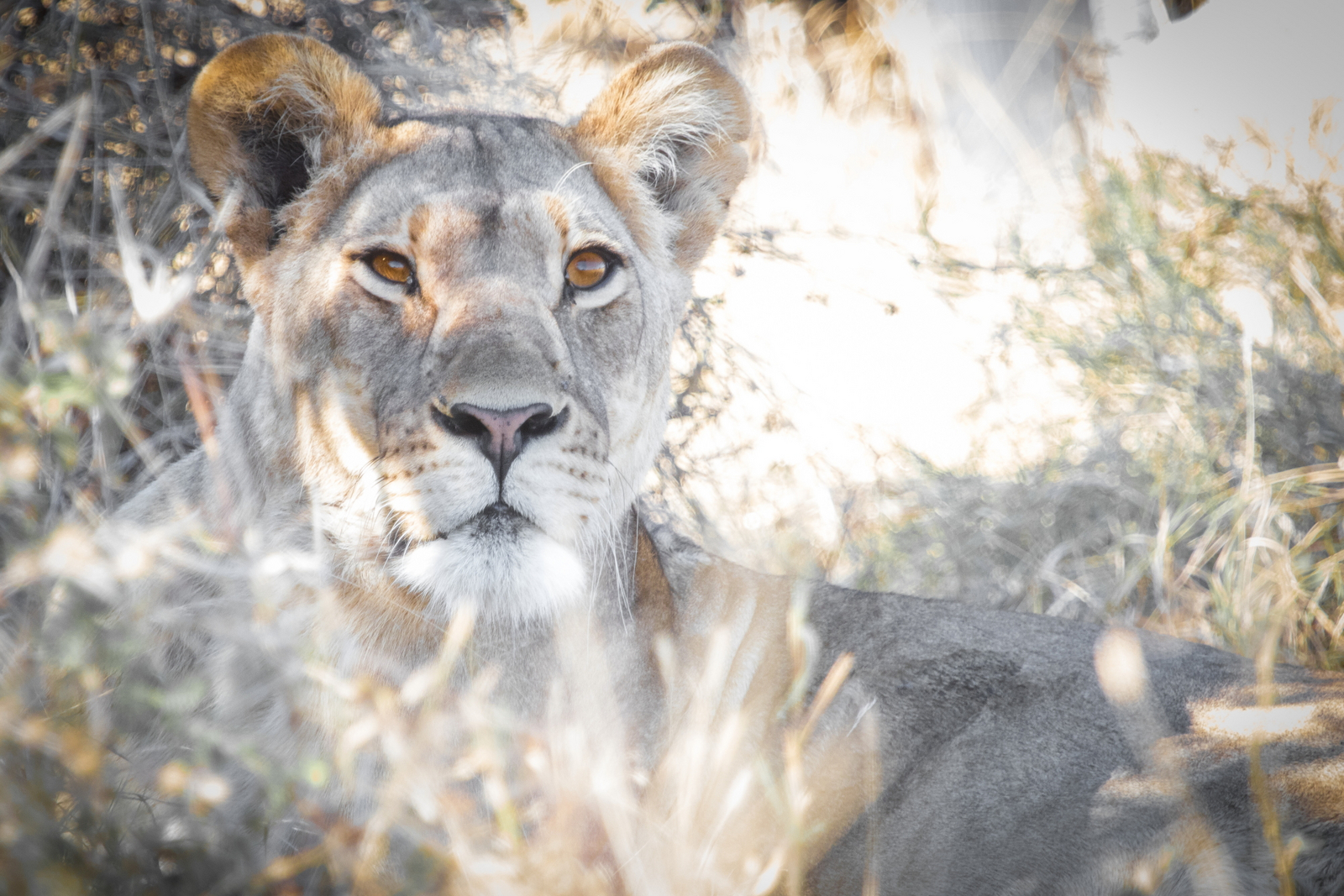 Rra Dinare Camp Rra Dinare Camp: Löwengesicht