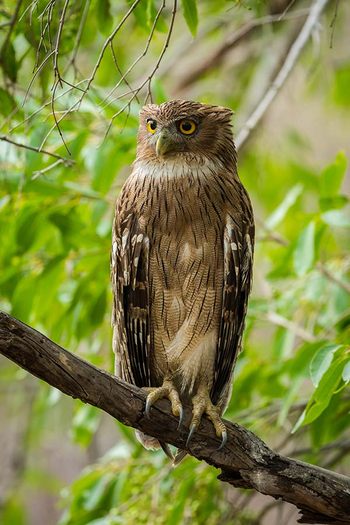 Sawai Vilas: Indian Eagle Owl