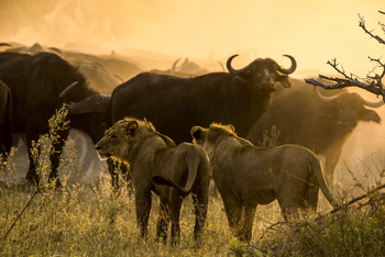 Selinda Camp Selinda Camp: Löwen und Büffel