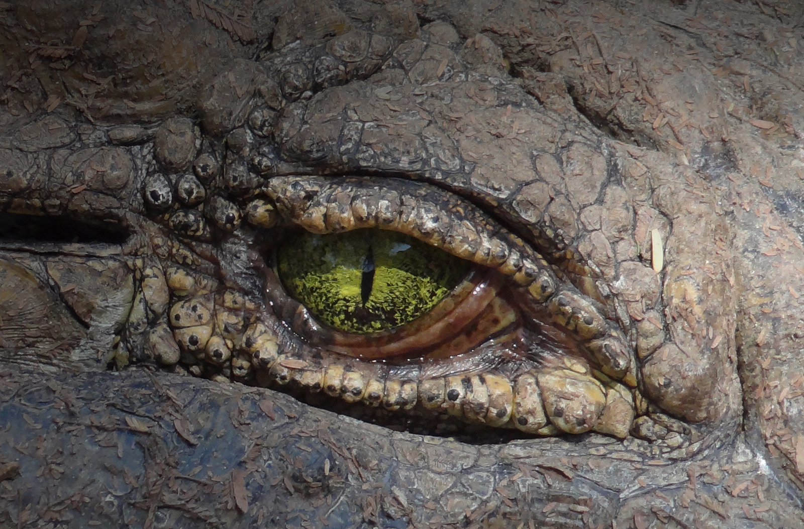 Setari Camp Setari Camp: Krokodilauge