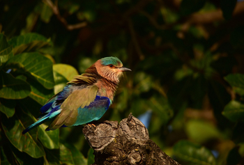 Syna Tiger Resort: Indian Roller