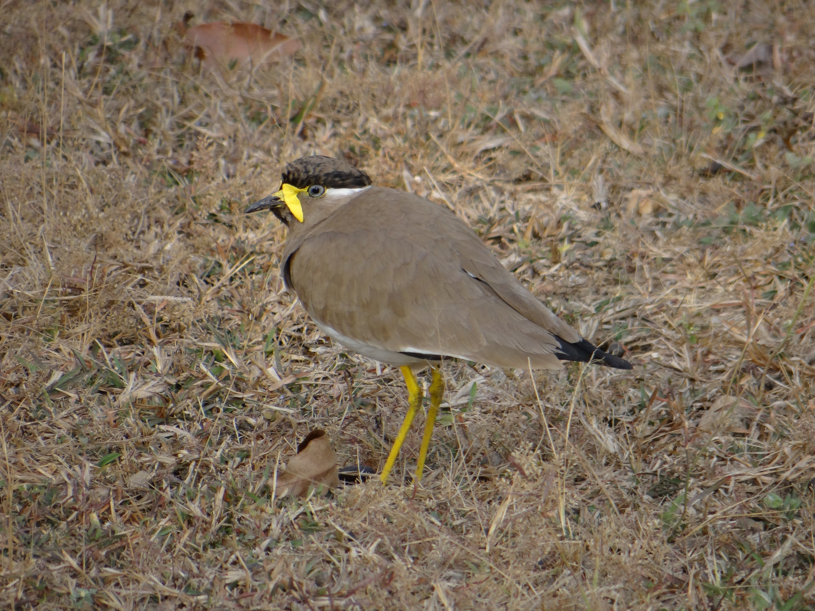 Tathastu Resort Pench Tathastu Resort Pench: Wattled Lapwing