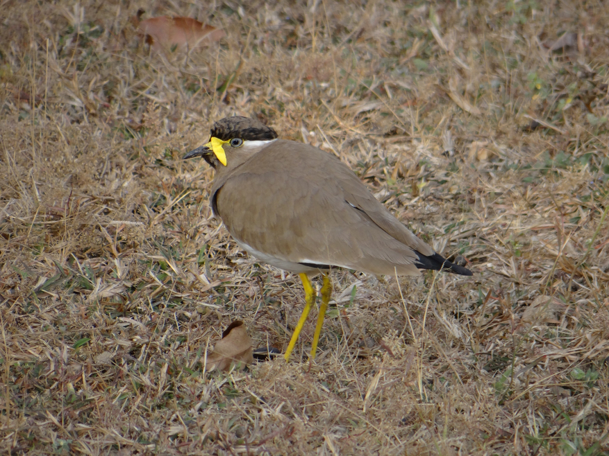Tathastu Resort Pench