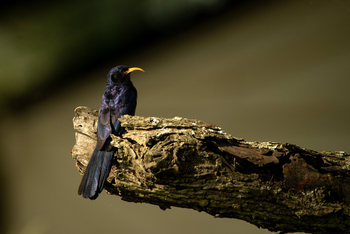 Ubuntu Migration Camp: Abyssinian Scimitarbill