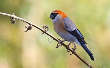 Vanghat: Red-headed Bullfinch