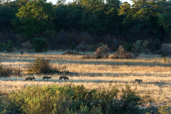 Verney's Camp: Wildhundrudel