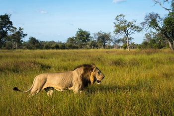 Vumbura Plains Camp: Kräftiger Löwe