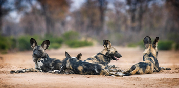 Vundu Camp Vundu Camp: Ruhende Wildhunde