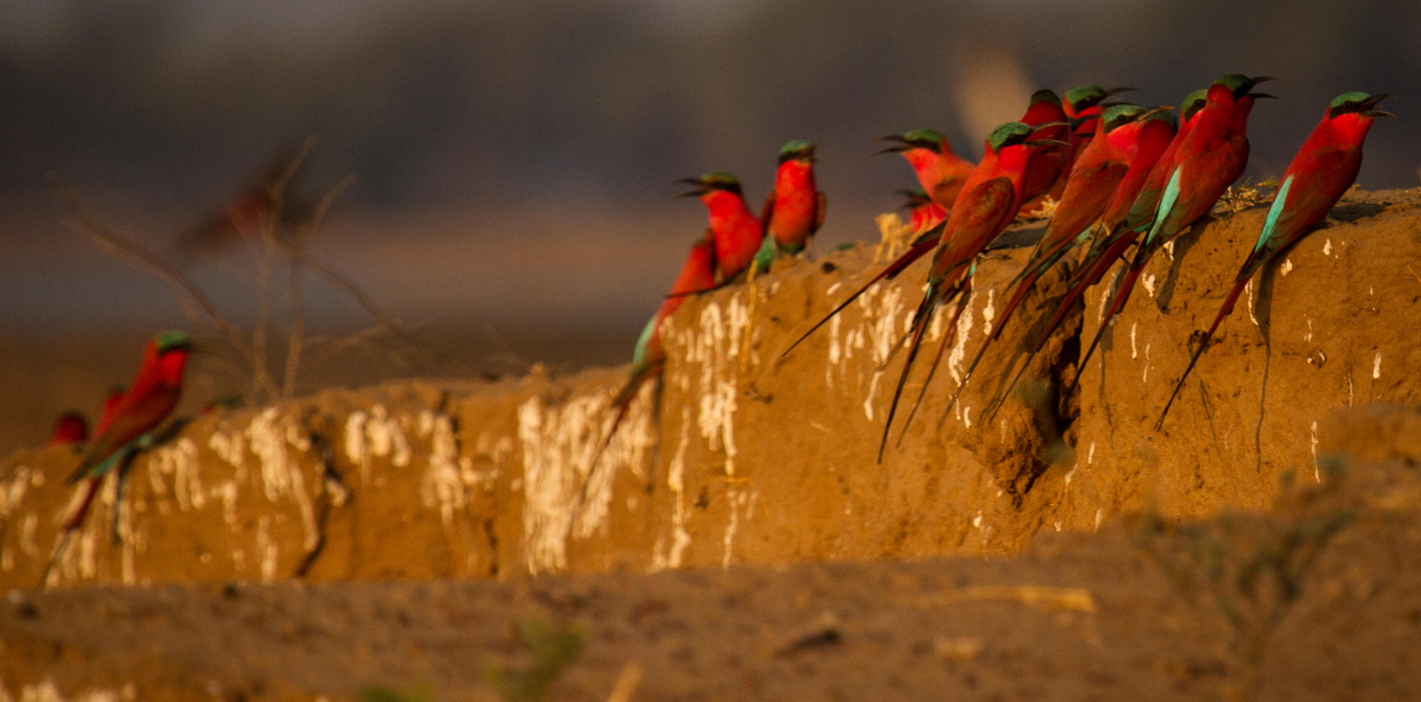 Zambezi Expeditions Zambezi Expeditions: Carmine bee eater