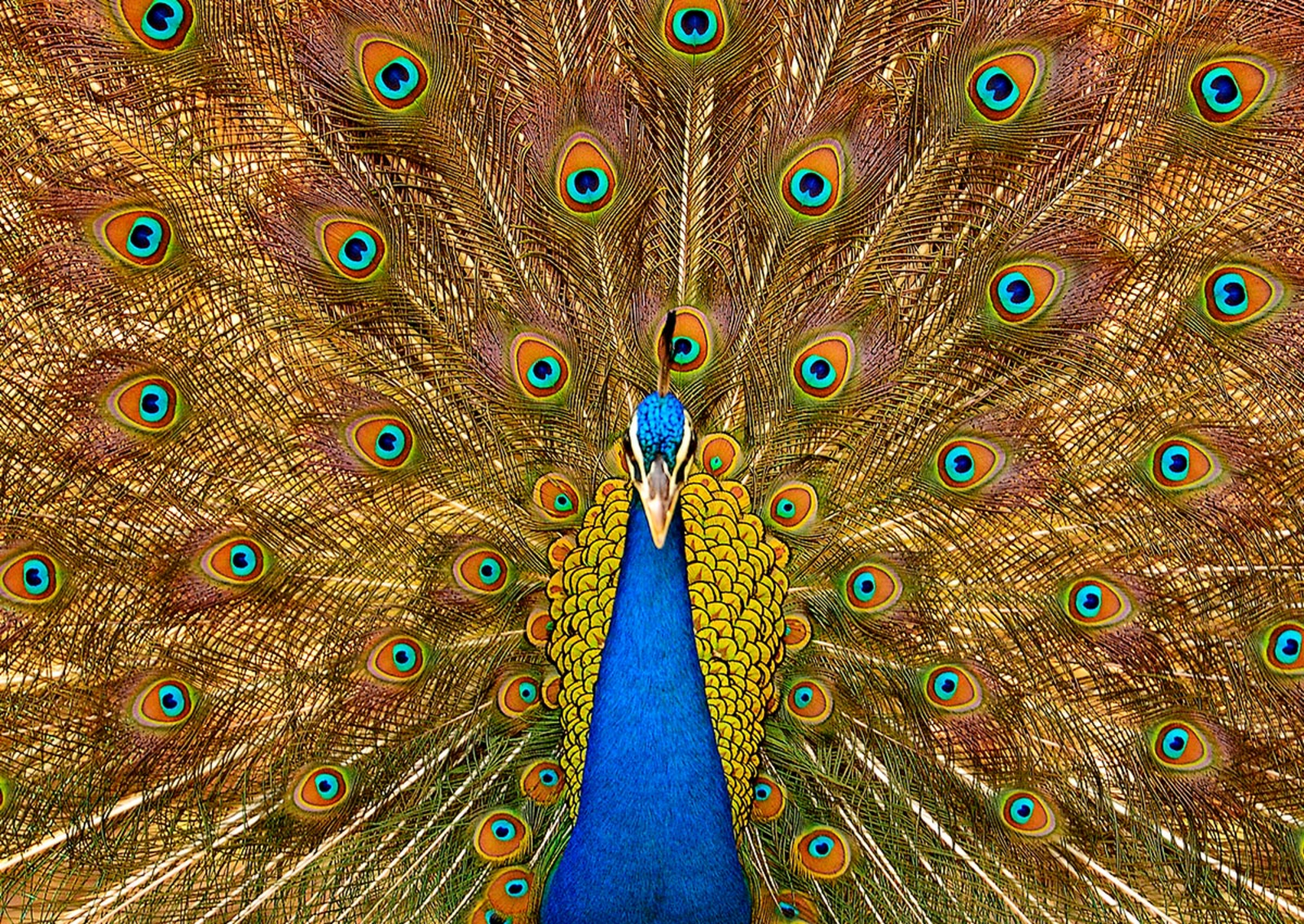 Sawai Vilas Sawai Vilas