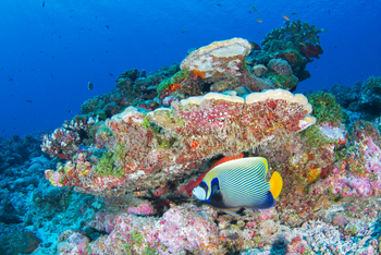 Alphonse Island Lodge: Kaiserfisch