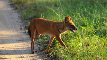 Bagh Villas: Indischer Wildhund