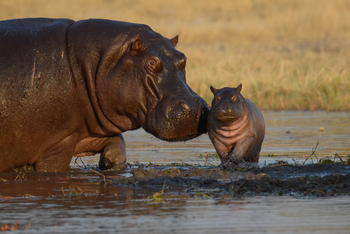 Camp Hwange: Nilpferdkuh mit Kalb