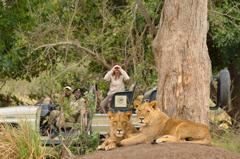 Old Mondoro Camp: Junge Löwenmännchen