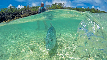 Cosmoledo Eco Camp: Giant Trevally